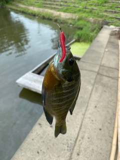 ブルーギルの釣果