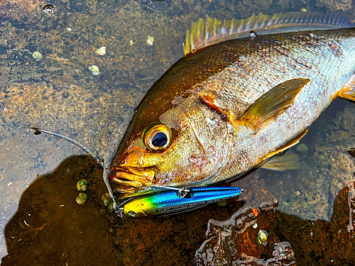 イサキの釣果