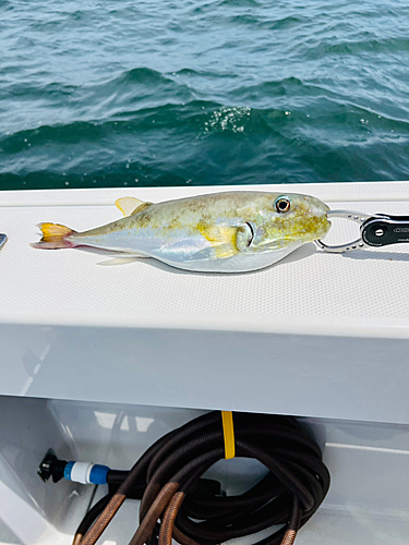 シロサバフグの釣果