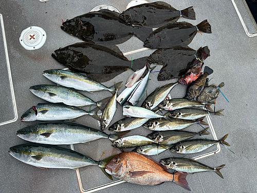 ヒラメの釣果