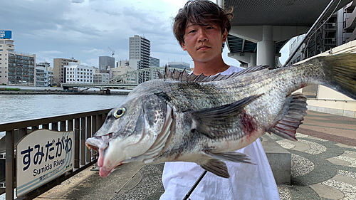 クロダイの釣果