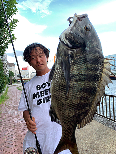 クロダイの釣果