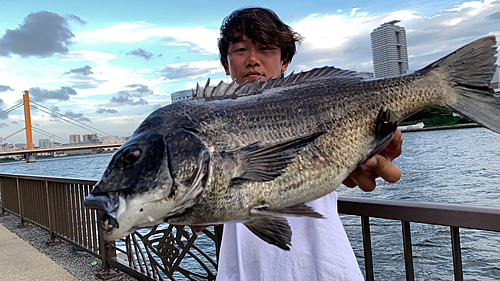 クロダイの釣果