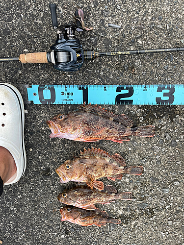 カサゴの釣果