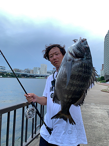 クロダイの釣果