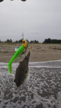 クサフグの釣果