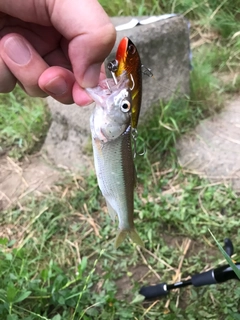 ハスの釣果