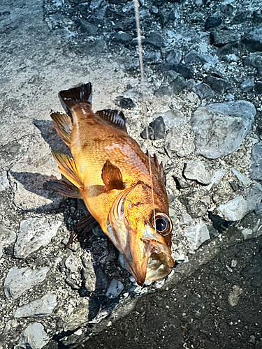 メバルの釣果