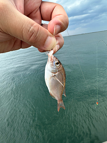 タイの釣果