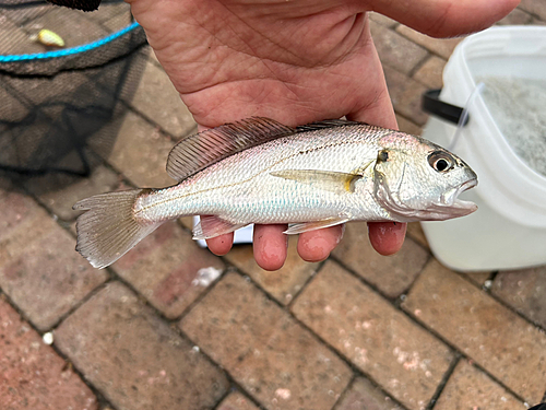 イシモチの釣果