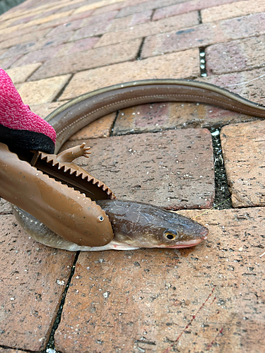 アナゴの釣果