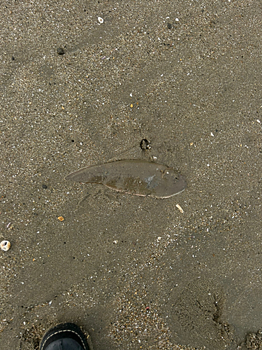 シタビラメの釣果