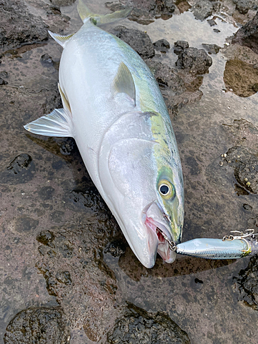 ブリの釣果