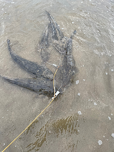 マゴチの釣果