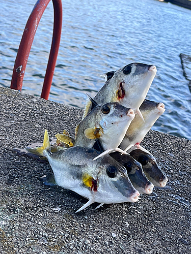 ギマの釣果