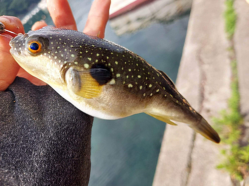 クサフグの釣果