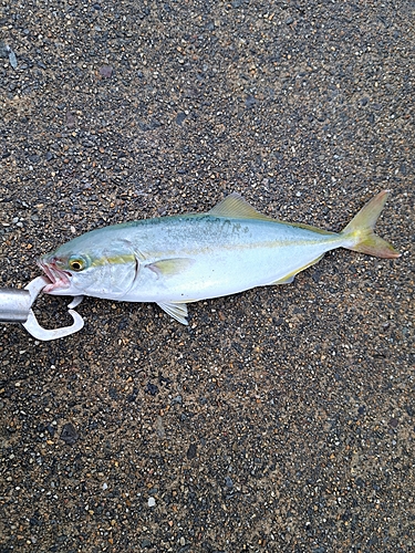 アコウの釣果