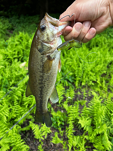 ブラックバスの釣果