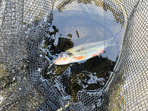 ウグイの釣果