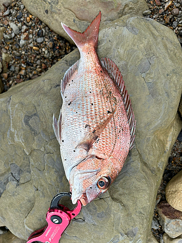 タイの釣果