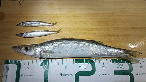 カマスの釣果