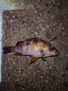 メバルの釣果