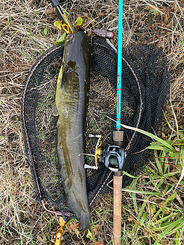 ナマズの釣果