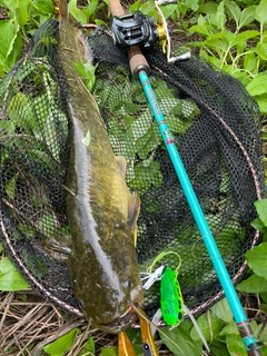 ナマズの釣果