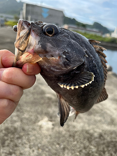 クロソイの釣果