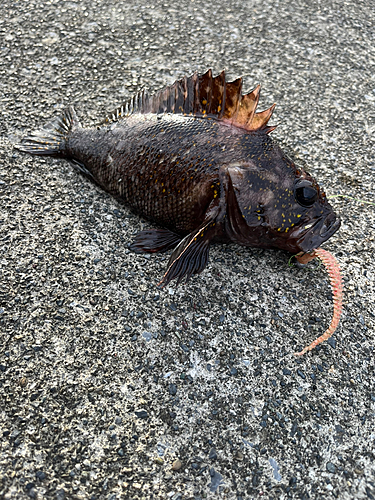 オウゴンムラソイの釣果