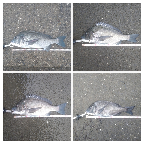 チヌの釣果