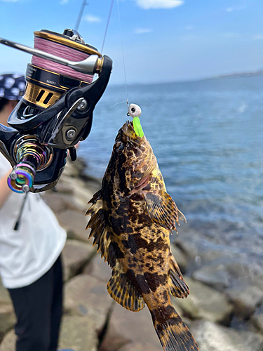 タケノコメバルの釣果