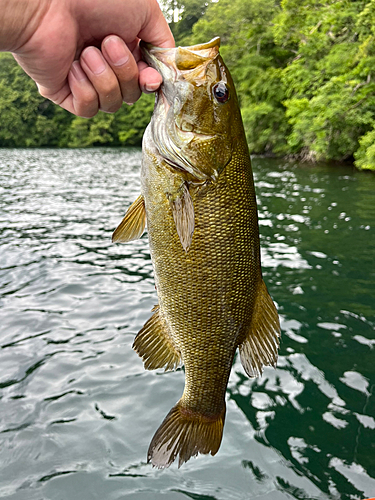 スモールマウスバスの釣果