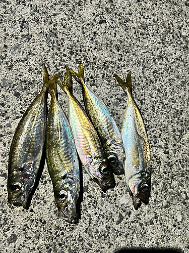 アジの釣果