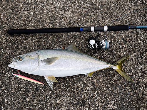 メジロの釣果