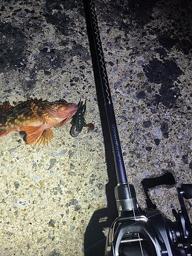 アラカブの釣果