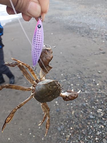 カニの釣果