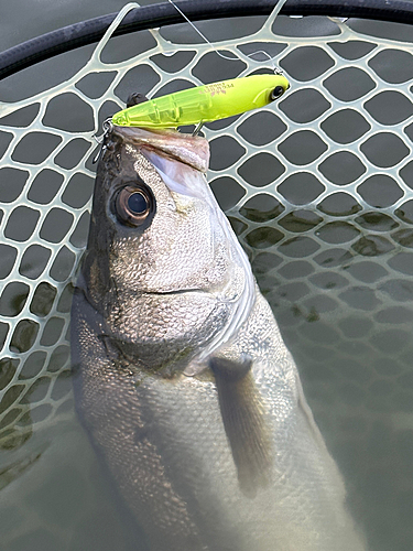 シーバスの釣果