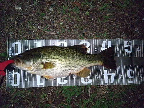 ブラックバスの釣果