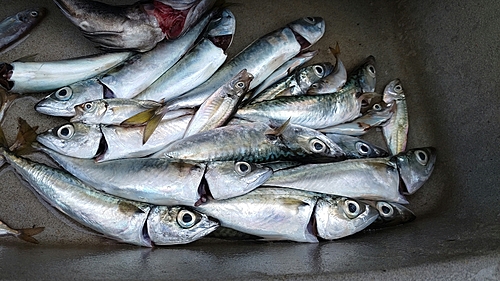 サバの釣果