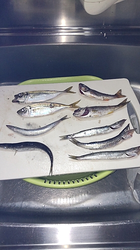 アジの釣果