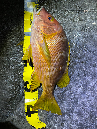 シブダイの釣果