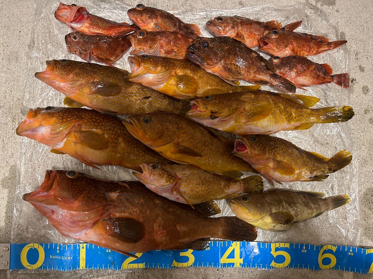 ぎーやなさんの釣果 3枚目の画像