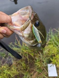 ラージマウスバスの釣果