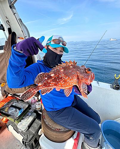 ウッカリカサゴの釣果