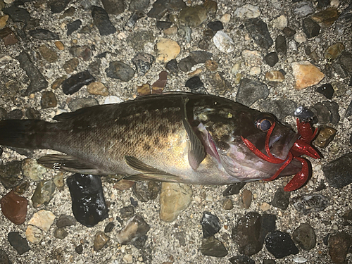 クロソイの釣果