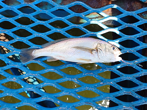 イシモチの釣果