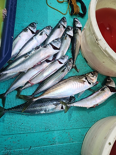 サバの釣果