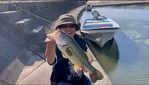 ブラックバスの釣果