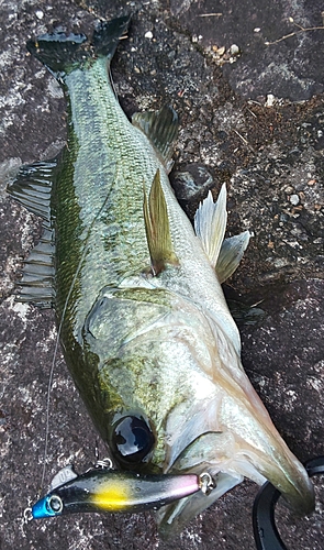 ブラックバスの釣果